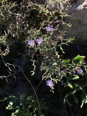 Limonium cancellatum