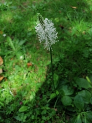 Plantago media