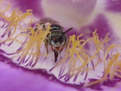 Perdita wyomingensis