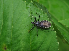 Rhynocoris leucospilus