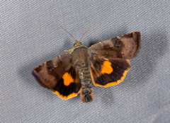 Noctua janthina