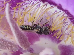 Perdita wyomingensis