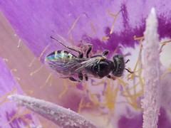 Perdita wyomingensis