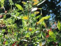 Lotus parviflorus