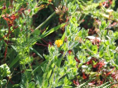Lotus parviflorus