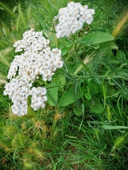 Achillea millefolium