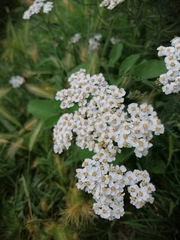 Achillea millefolium
