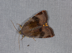 Noctua janthina