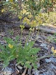 Cymopterus terebinthinus californicus