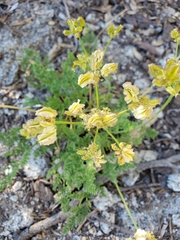 Cymopterus terebinthinus californicus
