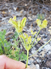 Cymopterus terebinthinus californicus