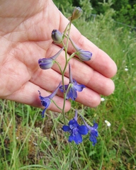 Delphinium nuttallii
