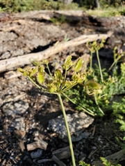 Cymopterus terebinthinus californicus