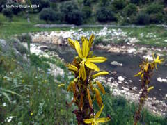Asphodeline lutea