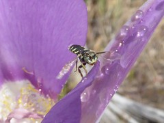 Perdita wyomingensis