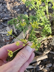Cymopterus terebinthinus californicus