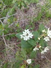 Rhododendron columbianum