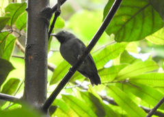 Thamnomanes ardesiacus