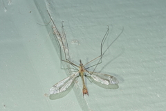 Hesperotipula