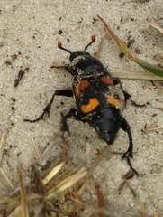 Nicrophorus carolina