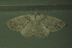 Sabulodes packardata