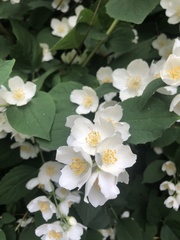Philadelphus coronarius
