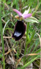 Ophrys bertolonii bertolonii