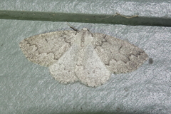 Sabulodes packardata