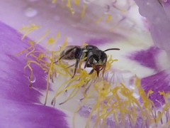 Perdita wyomingensis