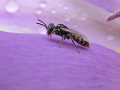 Perdita wyomingensis