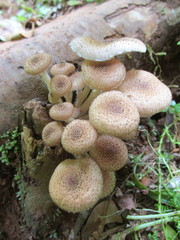 Armillaria fuscipes