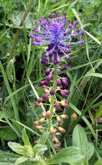 Muscari comosum