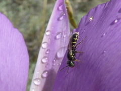 Perdita wyomingensis