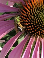 Agapostemon virescens