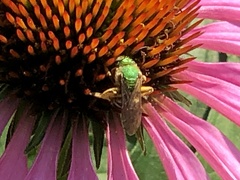 Agapostemon virescens