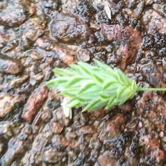 Phalaris canariensis