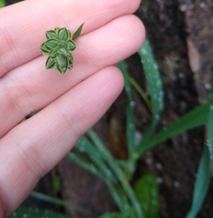 Phalaris canariensis