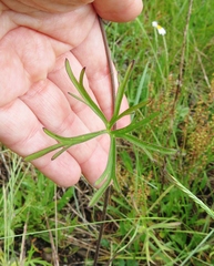 Delphinium nuttallii