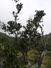Acokanthera oppositifolia