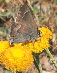 Satyrium tetra