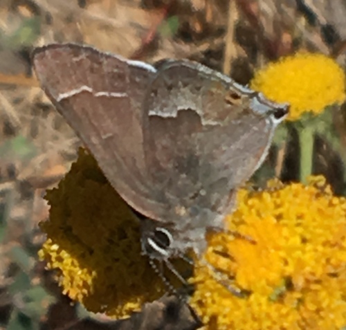 iNaturalist observation photo of Mountain Mahogany Hairstreak