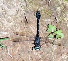 Stylurus scudderi