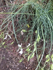 Astragalus conjunctus