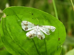 Eversmannia exornata