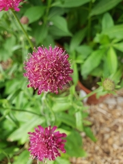 Knautia macedonica