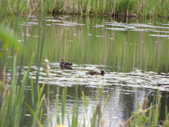 Lophodytes cucullatus