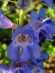 Penstemon subglaber