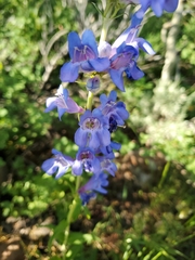 Penstemon subglaber