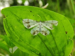 Eversmannia exornata