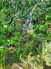 Penstemon subglaber